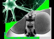 I Trained a Fly’s Brain to Generate WIRED Story Ideas