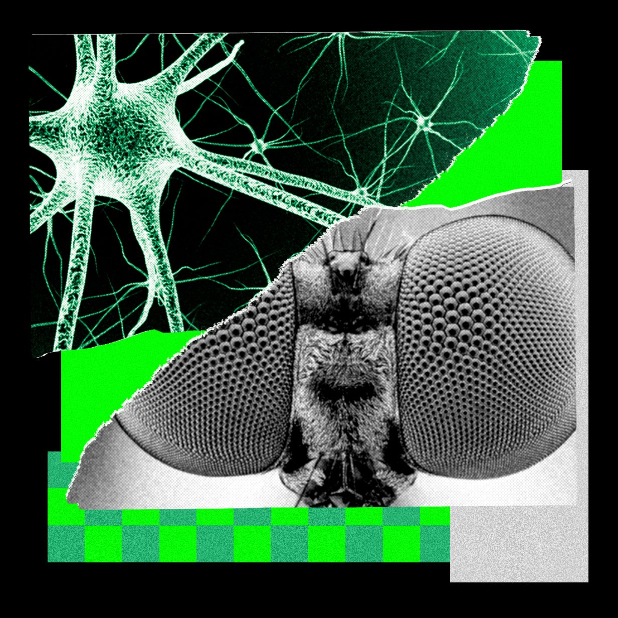 i-trained-a-fly’s-brain-to-generate-wired-story-ideas