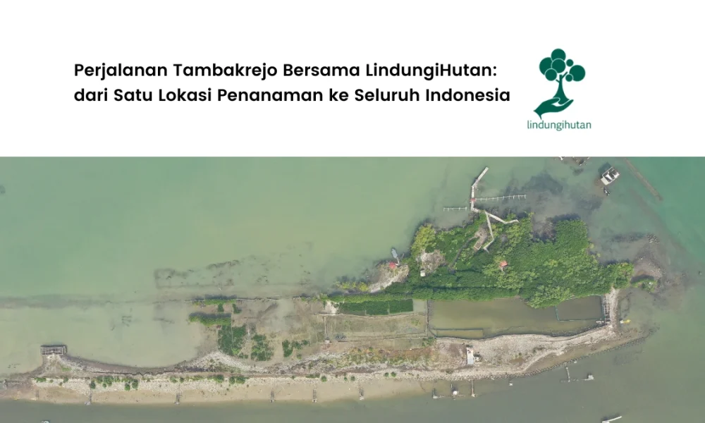 tambakrejo,-semarang:-dari-ancaman-abrasi-menuju-kebangkitan-mangrove
