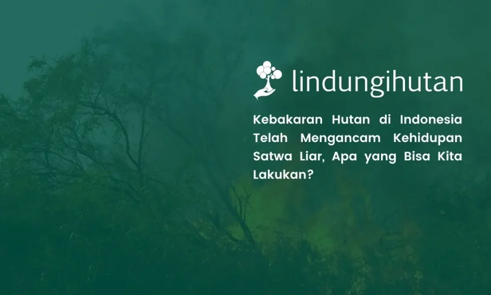 kebakaran-hutan-mengancam-habitat-satwa-liar