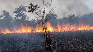 masih-dilanda-karhutla,-status-tiga-daerah-di-kalbar-berbahaya