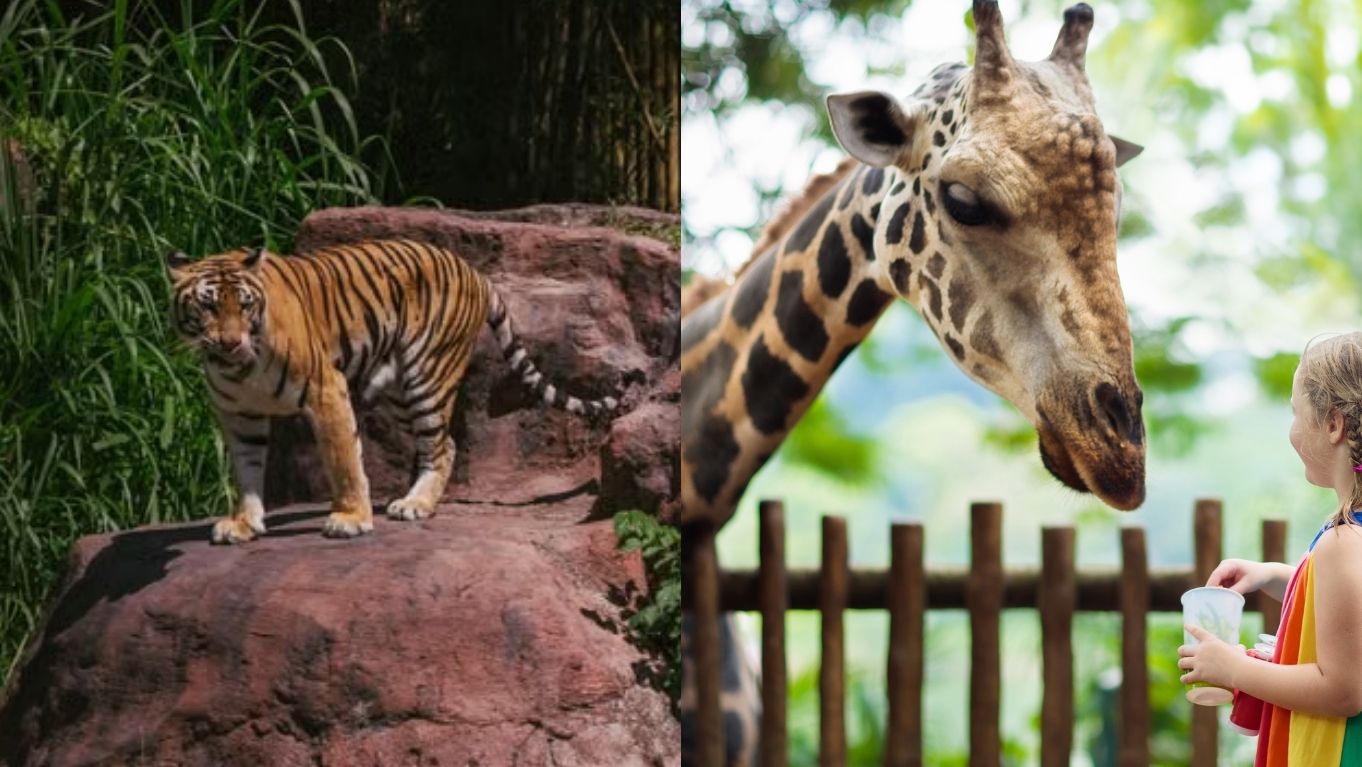 wisata-satwa-terbaik-di-asia,-mana-yang-paling-berkesan-untuk-anak?