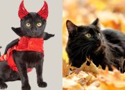 7-mitos-dan-fakta-kucing-hitam-yang-masih-dipercaya,-yuk-cek-penjelasannya