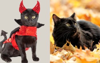 7 Mitos dan Fakta Kucing Hitam yang Masih Dipercaya, Yuk Cek Penjelasannya