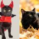 7-mitos-dan-fakta-kucing-hitam-yang-masih-dipercaya,-yuk-cek-penjelasannya