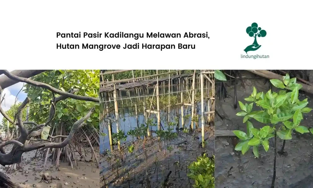 dulu-terancam-abrasi,-pantai-pasir-kadilangu-kini-jadi-kawasan-mangrove