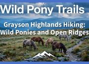 Grayson Highlands Hiking: Wild Ponies and Open Ridges