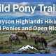 Grayson Highlands Hiking: Wild Ponies and Open Ridges