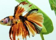 6-makanan-ikan-cupang-yang-paling-bagus-dan-mudah-didapat