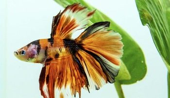 6 Makanan Ikan Cupang yang Paling Bagus dan Mudah Didapat