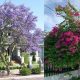 berbunga-super-cantik,-7-pohon-peneduh-rumah-yang-akarnya-tidak-merusak