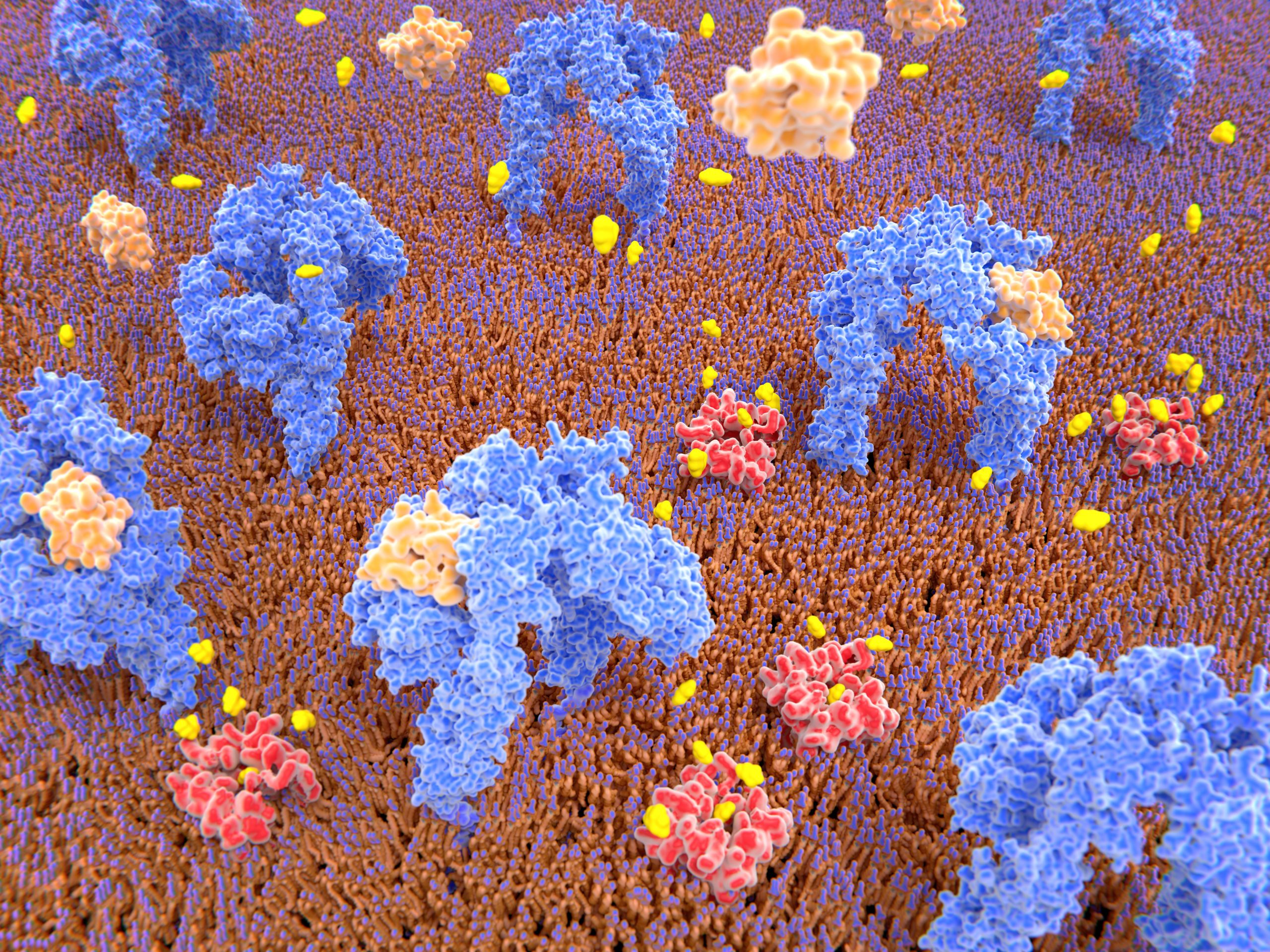 some-pancreatic-cells-are-just-one-genetic-tweak-away-from-treating-diabetes