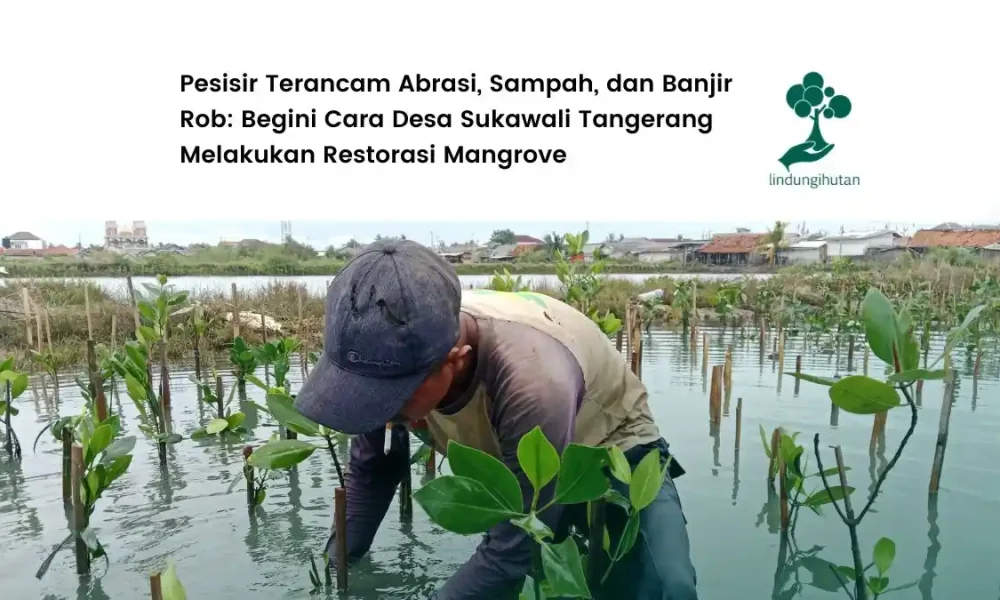 desa-sukawali-tangerang:-merawat-mangrove,-menjaga-masa-depan-pesisir-cisadane