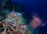 a-decade-long-experiment-is-unlocking-the-mysteries-of-the-ocean’s-‘deep-reefs’