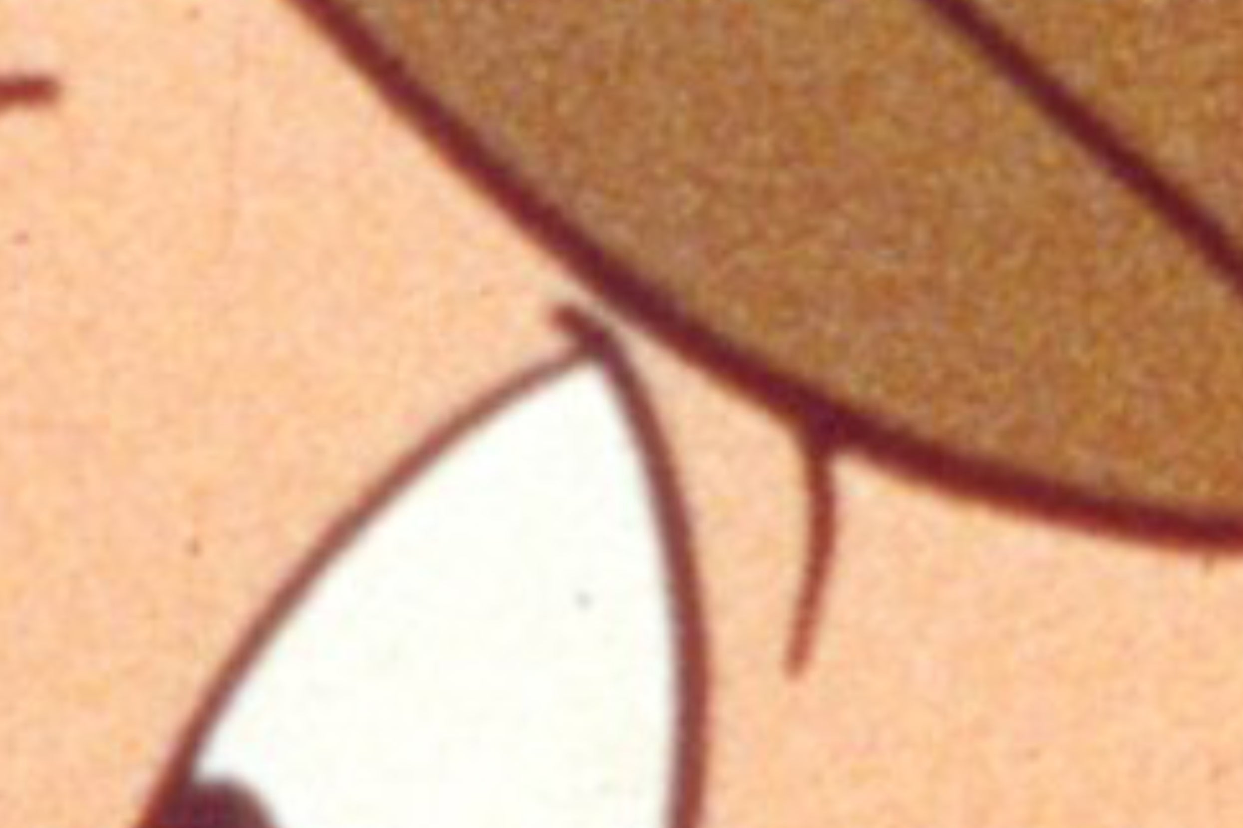 can-you-name-the-“looney-tunes”-character-by-a-super-zoomed-in-photo?