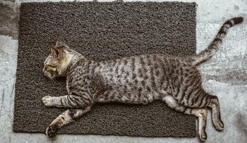 Jangan Panik! Ini 6 Tanda-tanda Kucing Mau Melahirkan