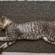 Jangan Panik! Ini 6 Tanda-tanda Kucing Mau Melahirkan
