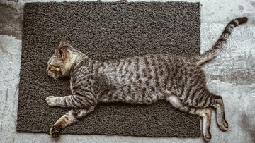 jangan-panik!-ini-6-tanda-tanda-kucing-mau-melahirkan