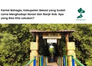 mangrove-di-pantai-bahagia,-kabupaten-bekasi:-upaya-menghadapi-banjir-rob-dan-abrasi