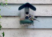 my-brief-romance-with-an-ai-bird-feeder