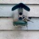my-brief-romance-with-an-ai-bird-feeder