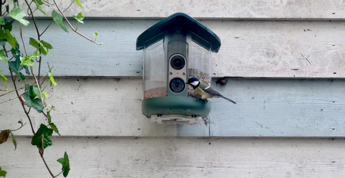 my-brief-romance-with-an-ai-bird-feeder