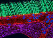 nikon-microscopic-video-competition-winner-disqualified-for-using-generative-ai