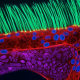 nikon-microscopic-video-competition-winner-disqualified-for-using-generative-ai