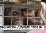 video:-terpapar-kabut-asap,-47-orangutan-terkena-ispa
