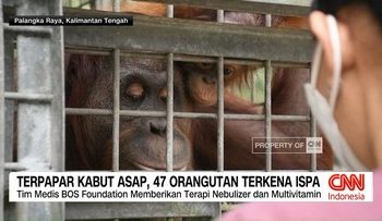 VIDEO: Terpapar Kabut Asap, 47 Orangutan Terkena ISPA