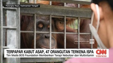video:-terpapar-kabut-asap,-47-orangutan-terkena-ispa