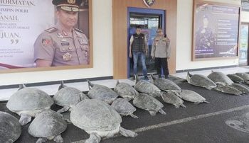 Polda Bali Gagalkan Penyelundupan 22 Penyu Hijau di Serangan