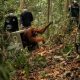 terancam-karhutla,-8-orangutan-ditranslokasi-ke-hutan-lindung-ketapang
