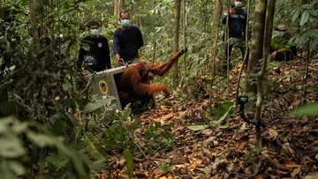 terancam-karhutla,-8-orangutan-ditranslokasi-ke-hutan-lindung-ketapang