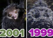 we’ll-reveal-which-hideous-animal-you-are-based-on-the-year-you-were-born