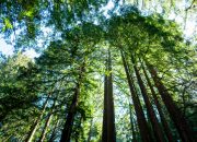 california’s-tallest-and-most-iconic-trees-are-getting-heatstroke