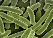 146-warga-serpong-lagoon-tangsel-muntaber,-air-komplek-positif-e.-coli