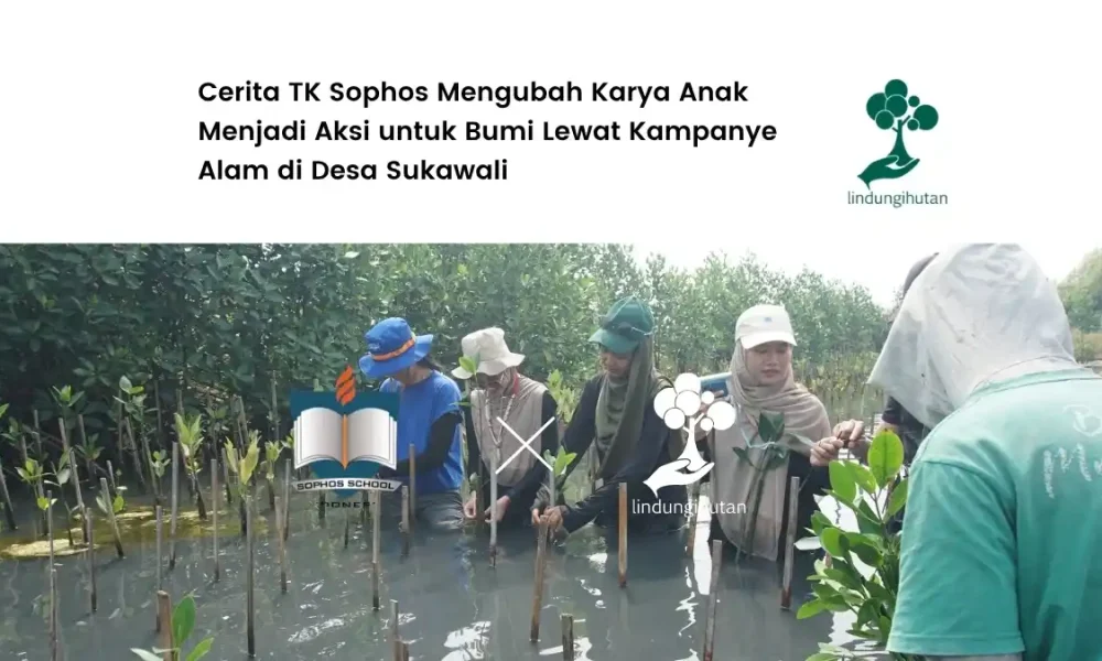 karya-anak-jadi-aksi-untuk-bumi,-cerita-tk-sophos-tanam-136-pohon-mangrove