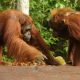 karhutla-tanjung-puting-kian-dekati-camp-orangutan,-tinggal-600-meter