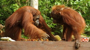 karhutla-tanjung-puting-kian-dekati-camp-orangutan,-tinggal-600-meter