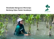ekowisata-mangrove-wonorejo:-benteng-hijau-pesisir-surabaya-yang-menyelamatkan-kampung