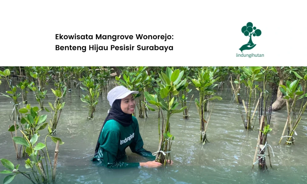 ekowisata-mangrove-wonorejo:-benteng-hijau-pesisir-surabaya-yang-menyelamatkan-kampung
